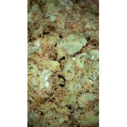5G CANNATONIC 5% CBD (12) EN PANNE